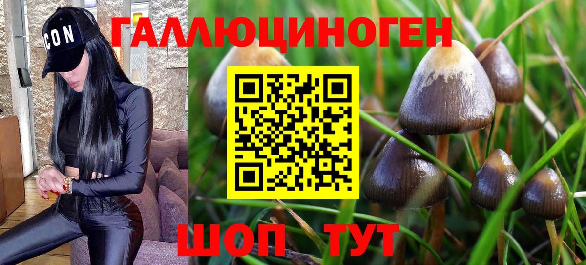 Псилоцибиновые грибы Psilocybine cubensis Луховицы